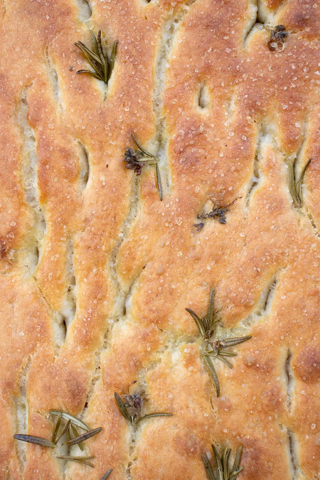 Fast Easy Focaccia Bread, No-Knead